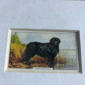 Newfoundland Gallagher number card,corn dishes,StanleyTucci book,Madrid pitcher